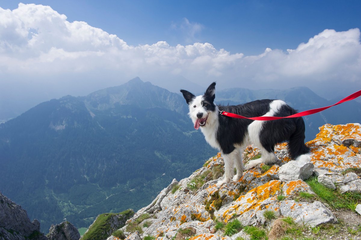Urlaub mit Hund im Allgu  Bauernhofurlaub mit Vierbeiner