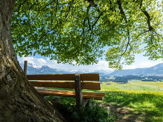 Holzbank unter einer schattigen Linde mit Blick auf die Allgäuer Alpen – Ruhe und Erholung beim Urlaub auf dem Landhof.
