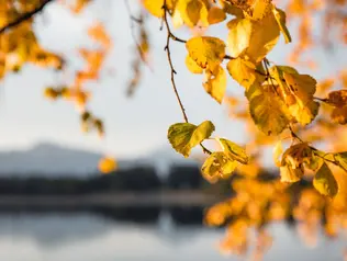Herbst im Allgäu © Allgaeu_GmbH_Cosmokoala-_Tobias_Meyer Goldene Blätter im Herbst im Südlichen Allgäu