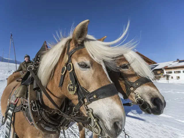 Haflinger im Winter bei der Pferdeschlittenfahrt