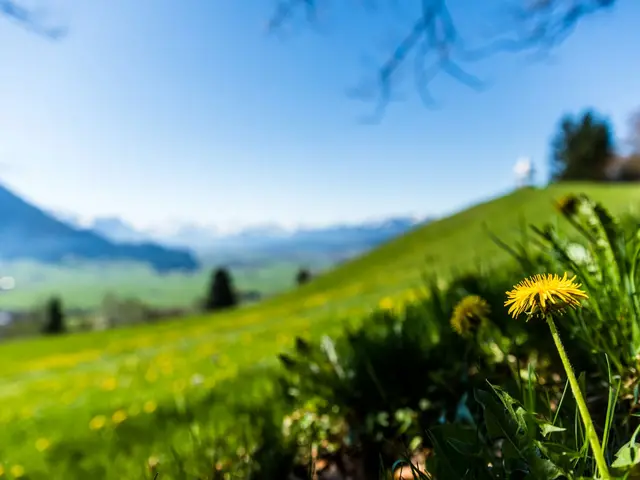 Blühende Löwenzahnwiese mit Blick auf die Allgäuer Berge – Frühlingsurlaub auf dem Bauernhof inmitten der Natur.