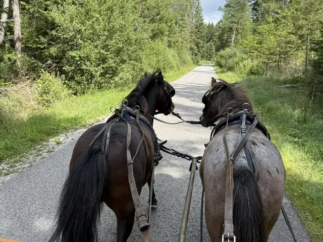 Ponykutschfahrt - © Nicole Stadler, Seeg Zwei Ponys sind vor eine Kutsche gespannt und ziehen diese auf einem romantischen Weg durch den Kemptner Wald.