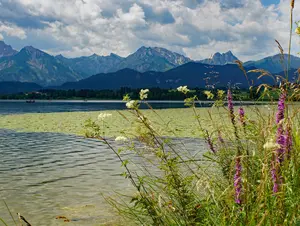 Sommerfreuden im Allgäu © Bauernhof-Gästehaus Fritz, Hopferau Blumen vor einem See im Allgäu