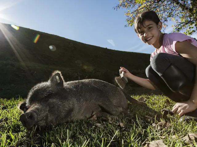 Schweine bürsten - © Andreas Kern Landesverband Bauernhof- u. Landurlaub Bayern Die Tiere fühlen sich Sau-Wohl