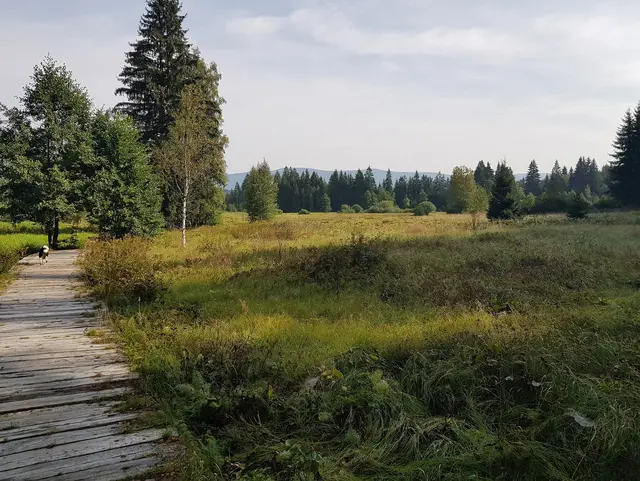 Nationalpark - © Tourismusverband Ostbayern e.V. Unberührte Natur im Nationalpark Bayerischer Wald