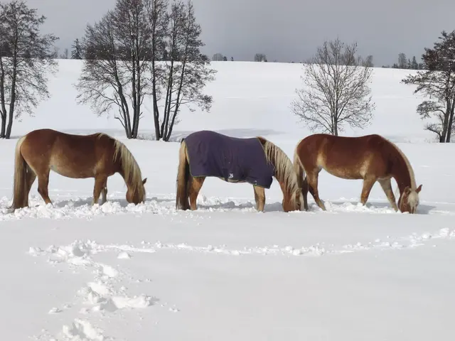 Drei Haflinger im Schnee - © Nicole Stadler Drei Pferde stehen auf einer schneebedeckten Wiese und fressen mit gesenkten Köpfen im tiefen Schnee. Im Hintergrund sind kahle Bäume und eine winterliche Hügellandschaft unter grauem Himmel zu sehen.