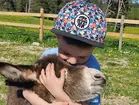 © www.funkenhof.com Kind streichelt einen zutraulichen Esel auf einer blühenden Wiese auf einem familienfreundlichen Bauernhof im Allgäu – tiernahe Urlaubserlebnisse auf dem Land.