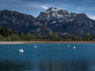 Schwäne auf dem Forggensee vor der Bergkulisse der Allgäuer Alpen bei Füssen.