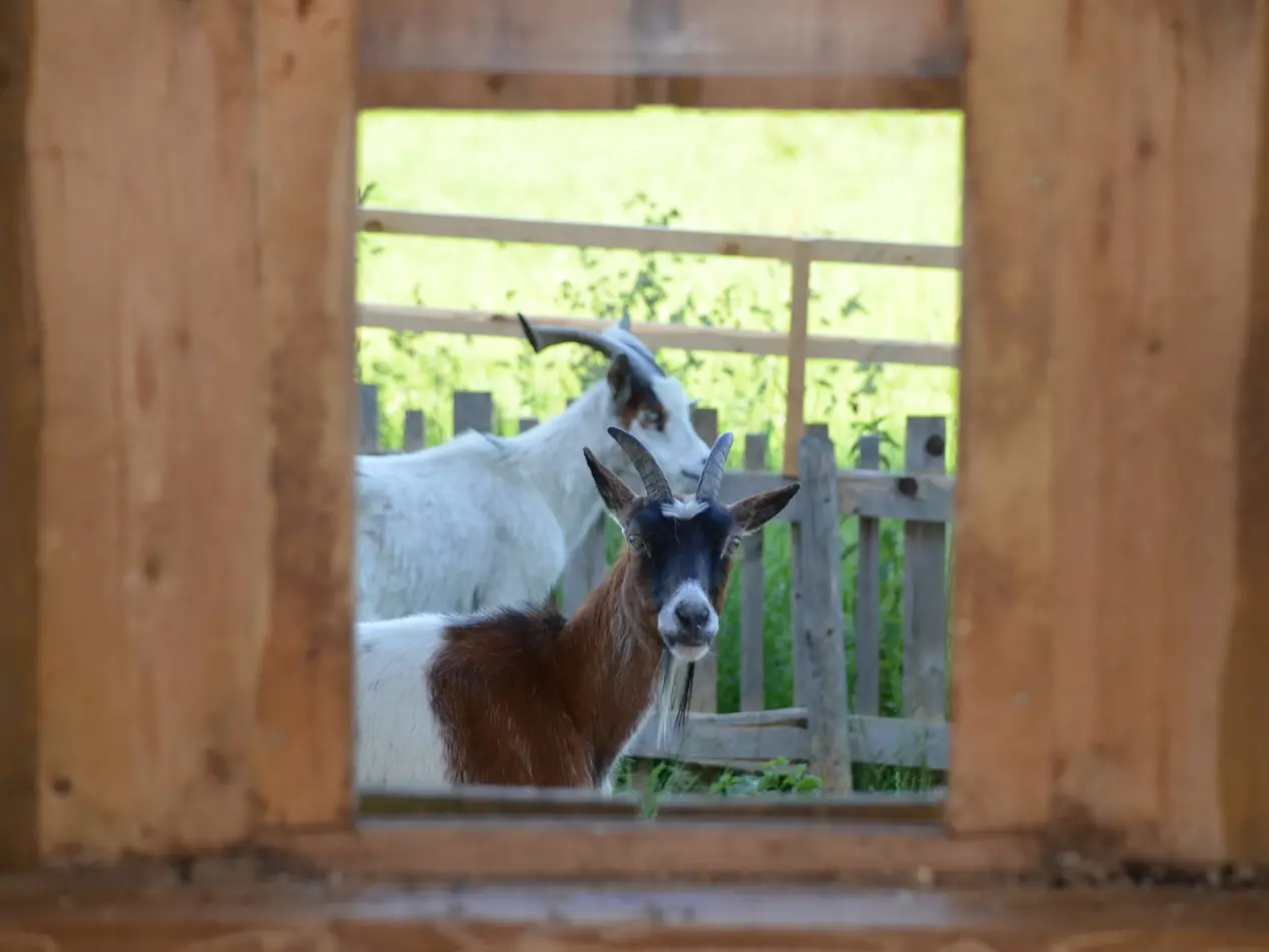 Ziegen im Stall © Ferienhof Fritz, Rückholz 2 Ziegen schauen durchs Fenster