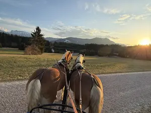 Kutschfahrt mit Haflingern © Nicole Stadler Pferdekutschfahrt am Kögelweiher