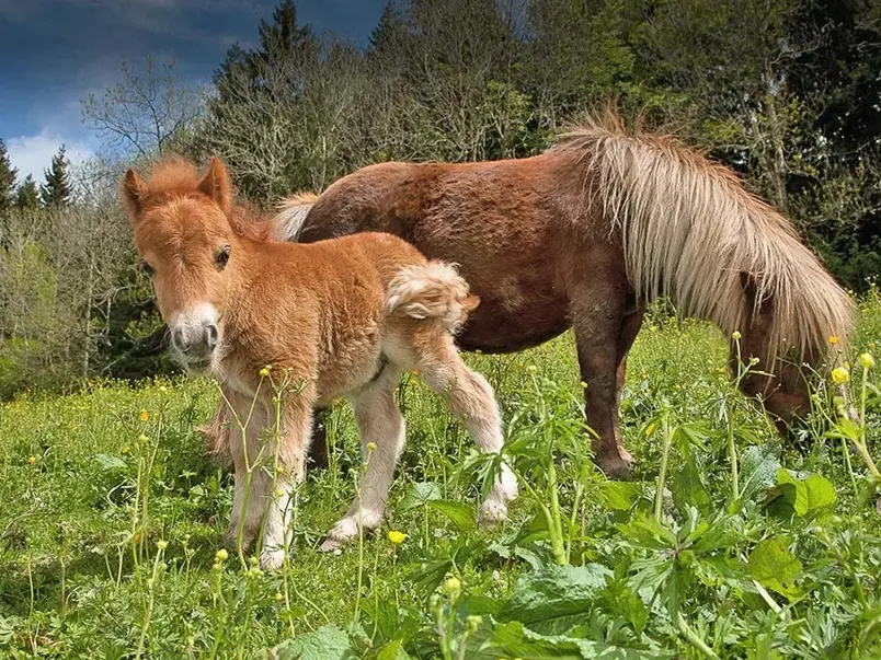 Pony mit ihrem Fohlen auf der saftigen Wiese