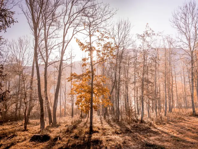 Sonnenstrahlen durch einen herbstlichen Laubwald im Allgäu – stimmungsvolle Naturmomente rund um den Bauernhof genießen.