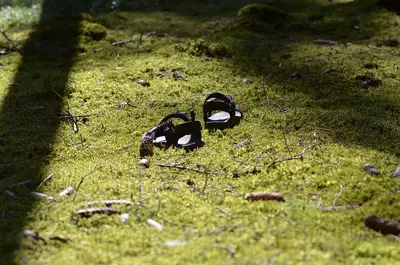 Barfuss Station © Steffis Landhof Barfuss Station auf dem Moosbett auf dem Weg der 6 Sinne