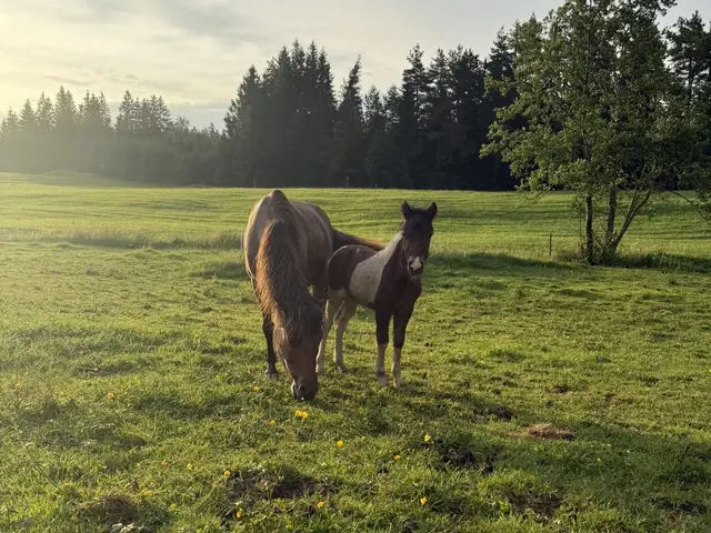 Mamapferd mit Fohlen - © Nicole Stadler, Seeg Eine Stute und ein Fohlen stehen auf einer grünen Wiese. Die Mama frisst Gras, während das Fohlen daneben steht. Im Hintergrund sind Bäume und ein weiter Himmel zu sehen.