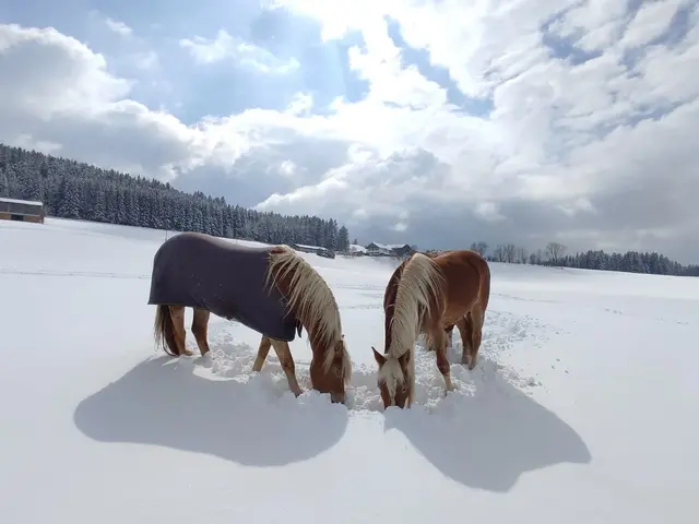 Zwei Haflinger im Winter - © Nicole Stadler Zwei Pferde stehen auf einer verschneiten Wiese und fressen mit gesenkten Köpfen im tiefen Schnee. Im Hintergrund sind ein Wald, einzelne Gebäude und ein schöner Himmel zu sehen.